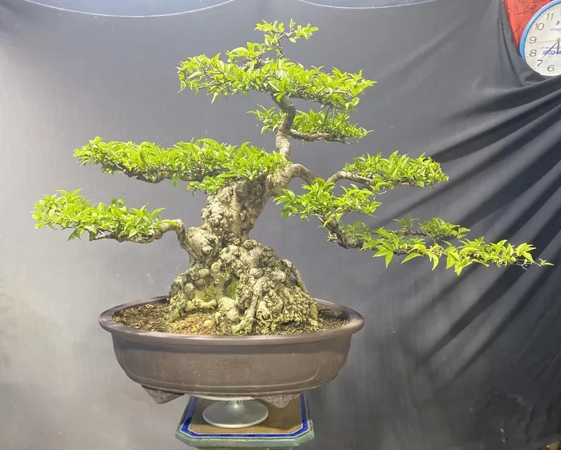 Kiểu mai chiếu thủy lùn lực sành