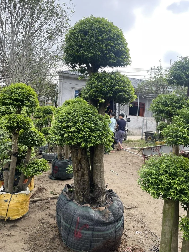 Mẹo cách làm mai chiếu thủy ra hoa