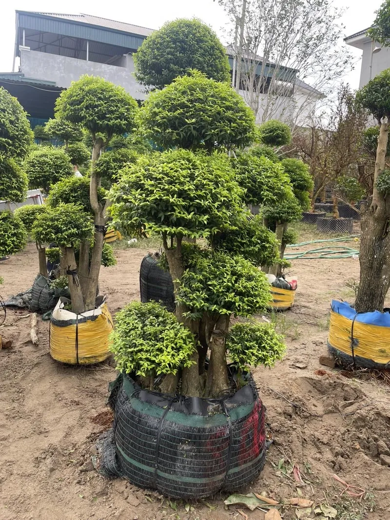 Chậu mai chiếu thủy mini để bàn