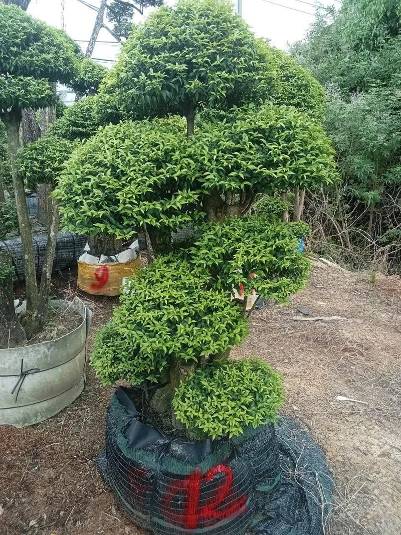 Mẫu mai chiếu thủy bonsai đẹp mắt