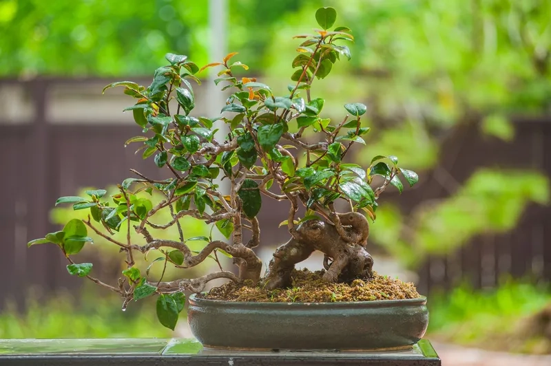 Khám phá sâu triết lý bonsai cổ