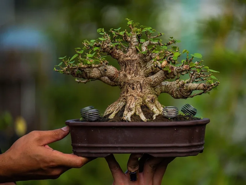 Tiêu chí thẩm mỹ trong bonsai chuẩn