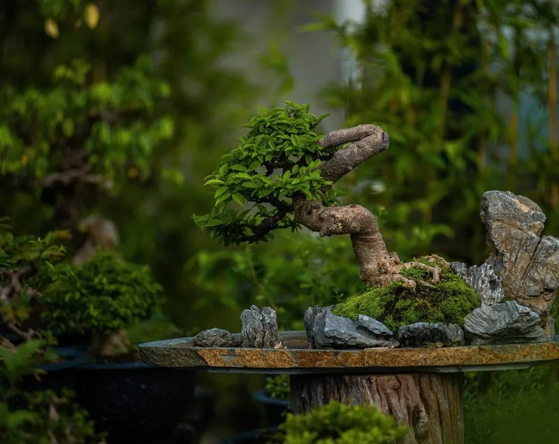 Hiểu về bonsai và Wabi Sabi đẹp