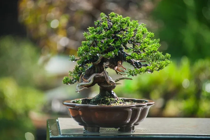 Đón đầu xu hướng nghệ thuật bonsai 2025