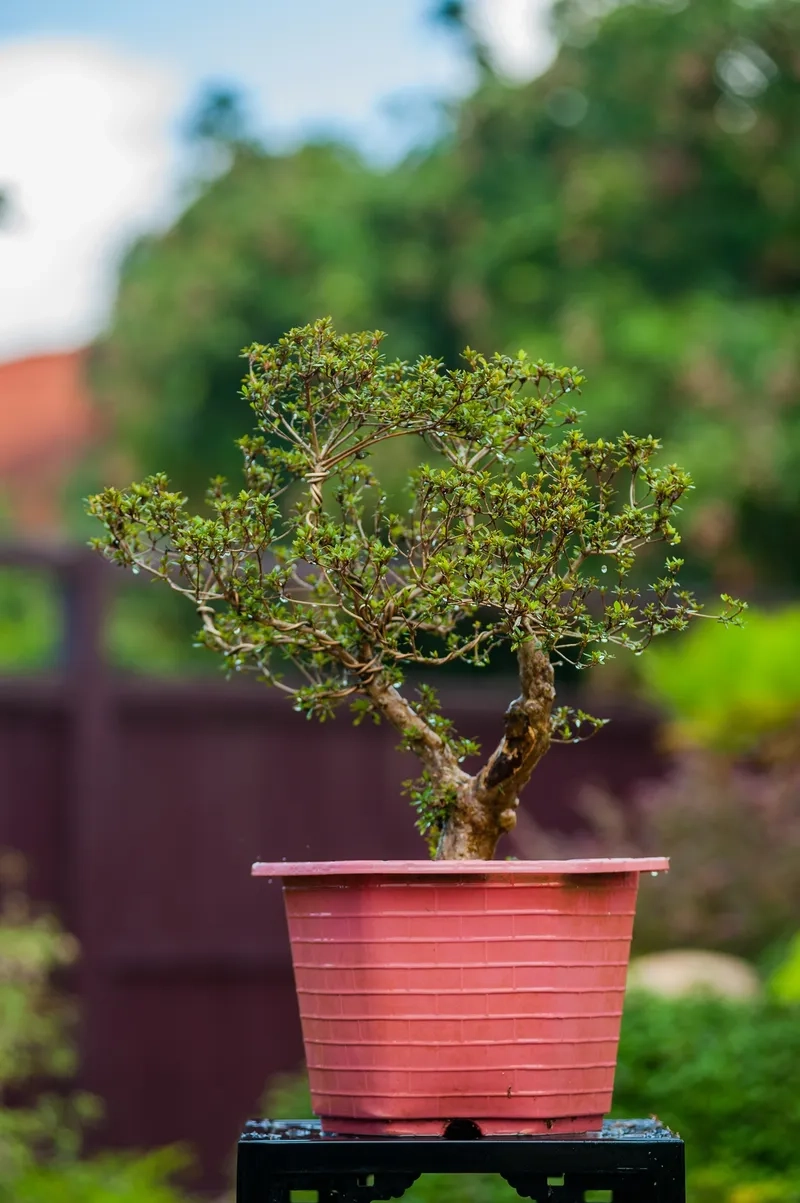Cách tạo tác bonsai nghệ thuật sành