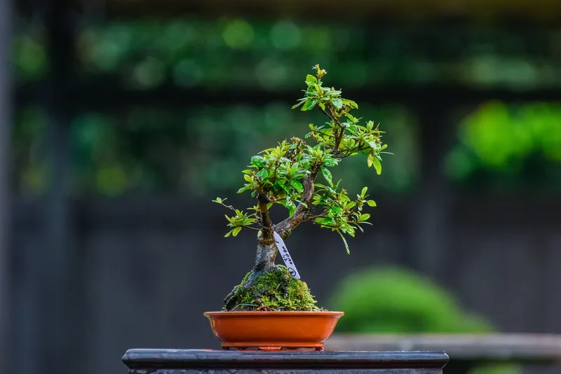 Những ý tưởng nghệ thuật bonsai mới
