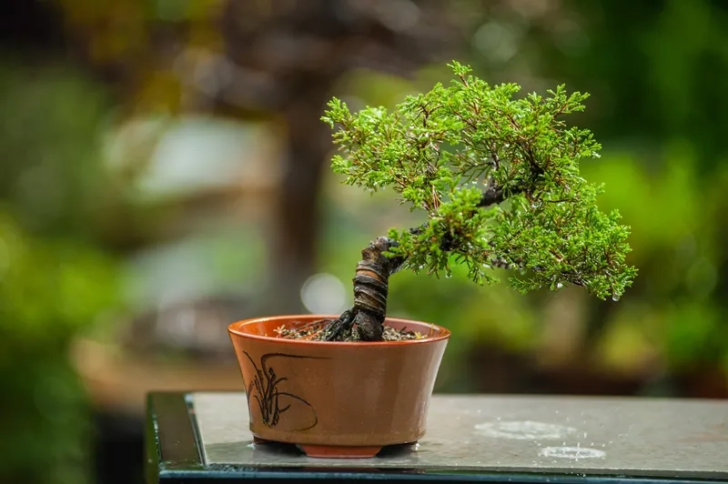 Vẻ đẹp bonsai trừu tượng độc lạ