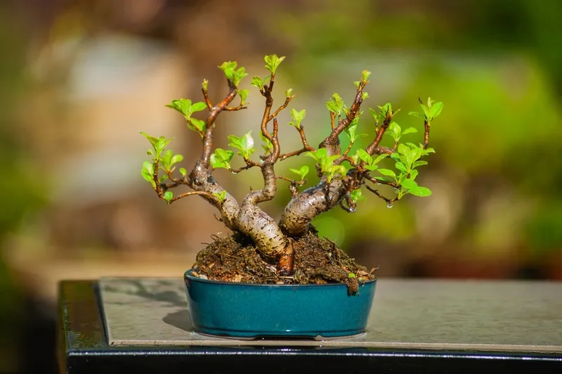 Khám phá linh hồn của cây bonsai