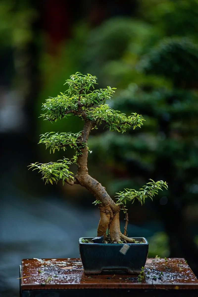 Gặp gỡ nghệ nhân bonsai nổi tiếng