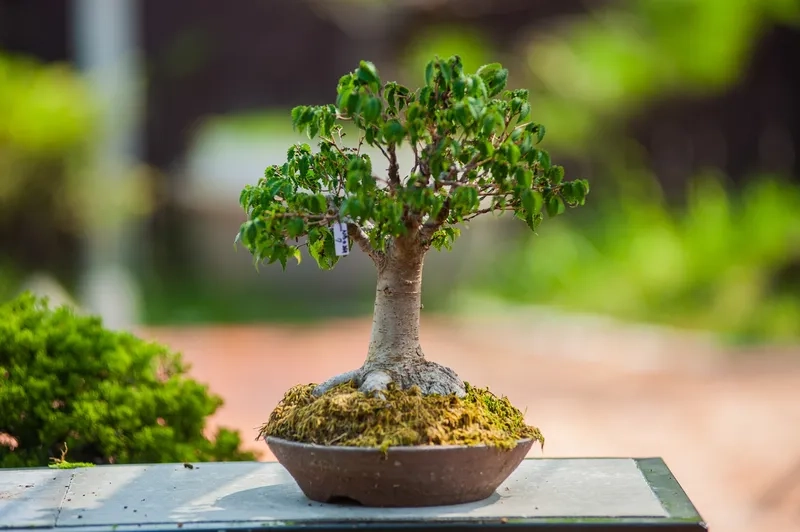 Khẳng định giá trị nghệ thuật bonsai