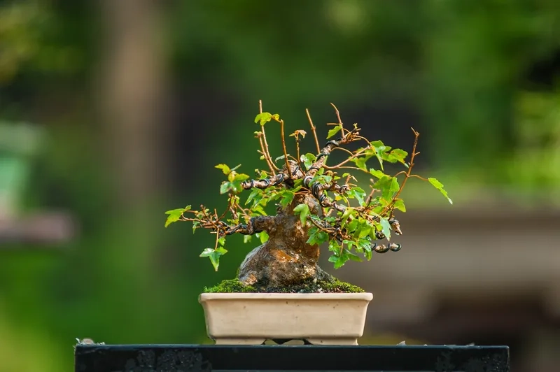 Mẫu cây bonsai truyền thống đẹp