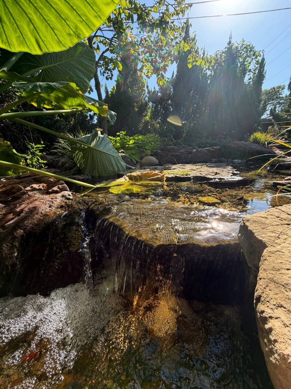 Mẫu thiết kế sân vườn có ao cá đẹp hài hòa với cây xanh và đá tự nhiên