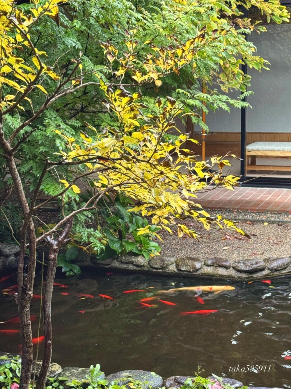 Mẫu cầu bắc qua ao cá sân vườn bằng gỗ uốn cong mềm mại