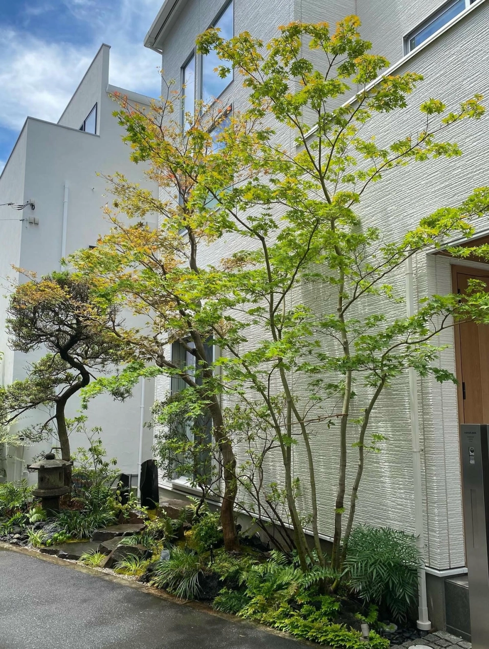 Cây tùng la hán trong sân vườn nhật bên cạnh hồ cá koi