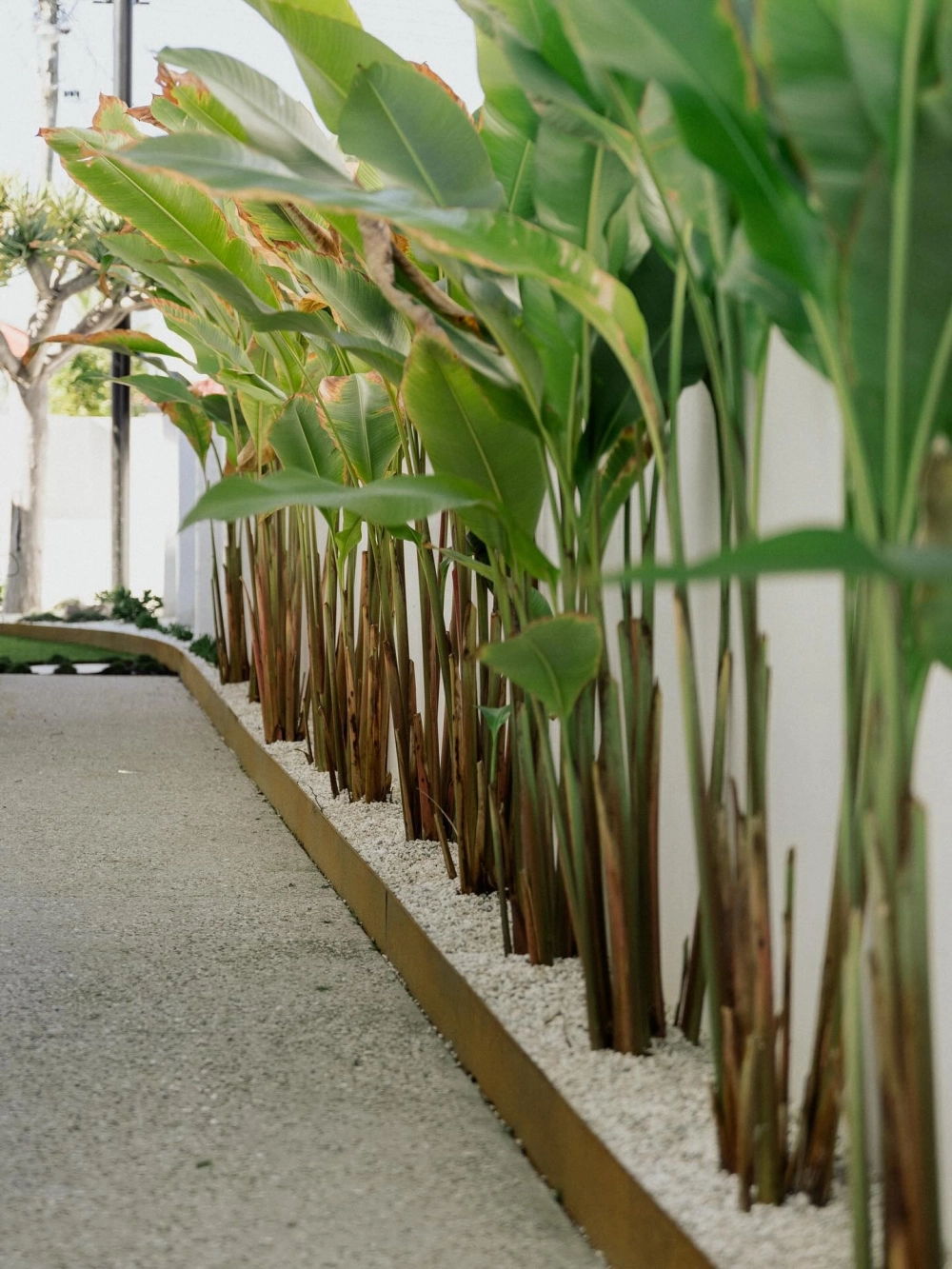 Thiết kế sân vườn Tropical cho nhà phố với thảm thực vật xanh mướt