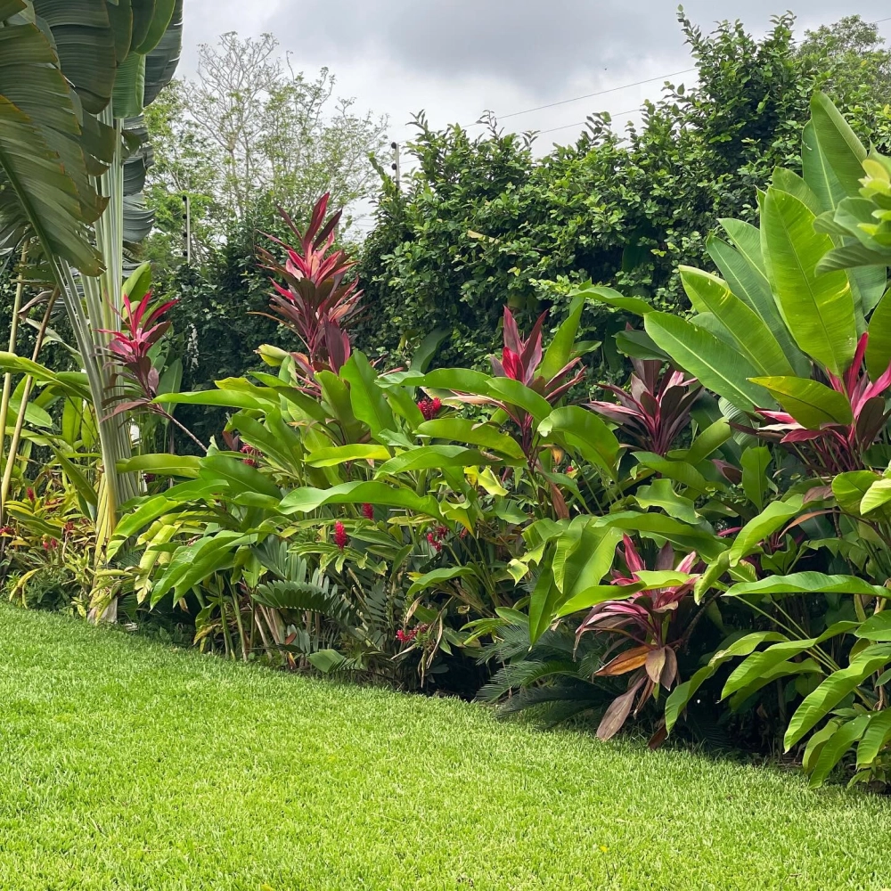 Sân vườn Tropical sân thượng thoáng đãng và xanh mát