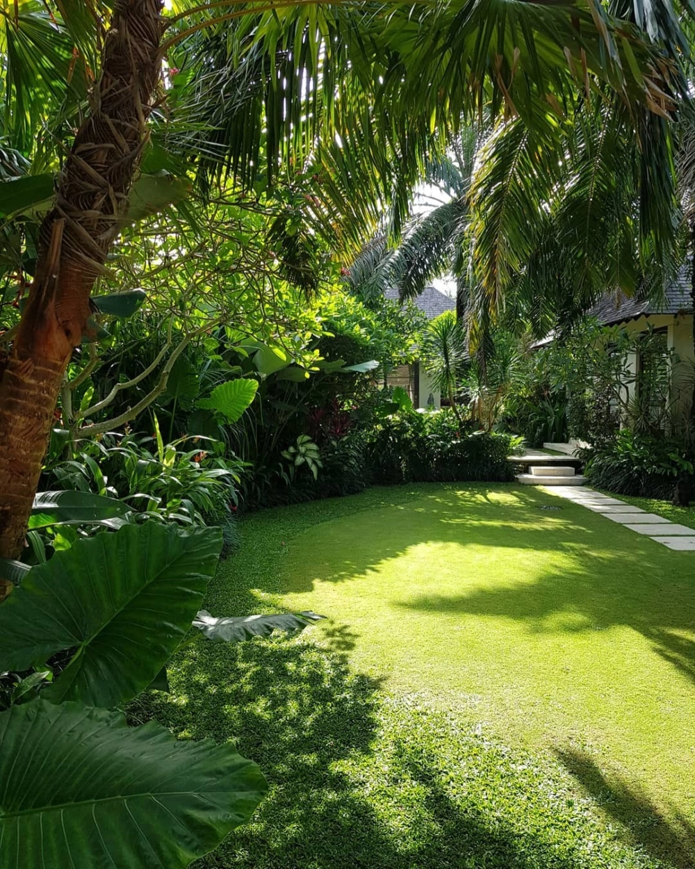 Cây ráy voi sân vườn Tropical với bản lá to ấn tượng