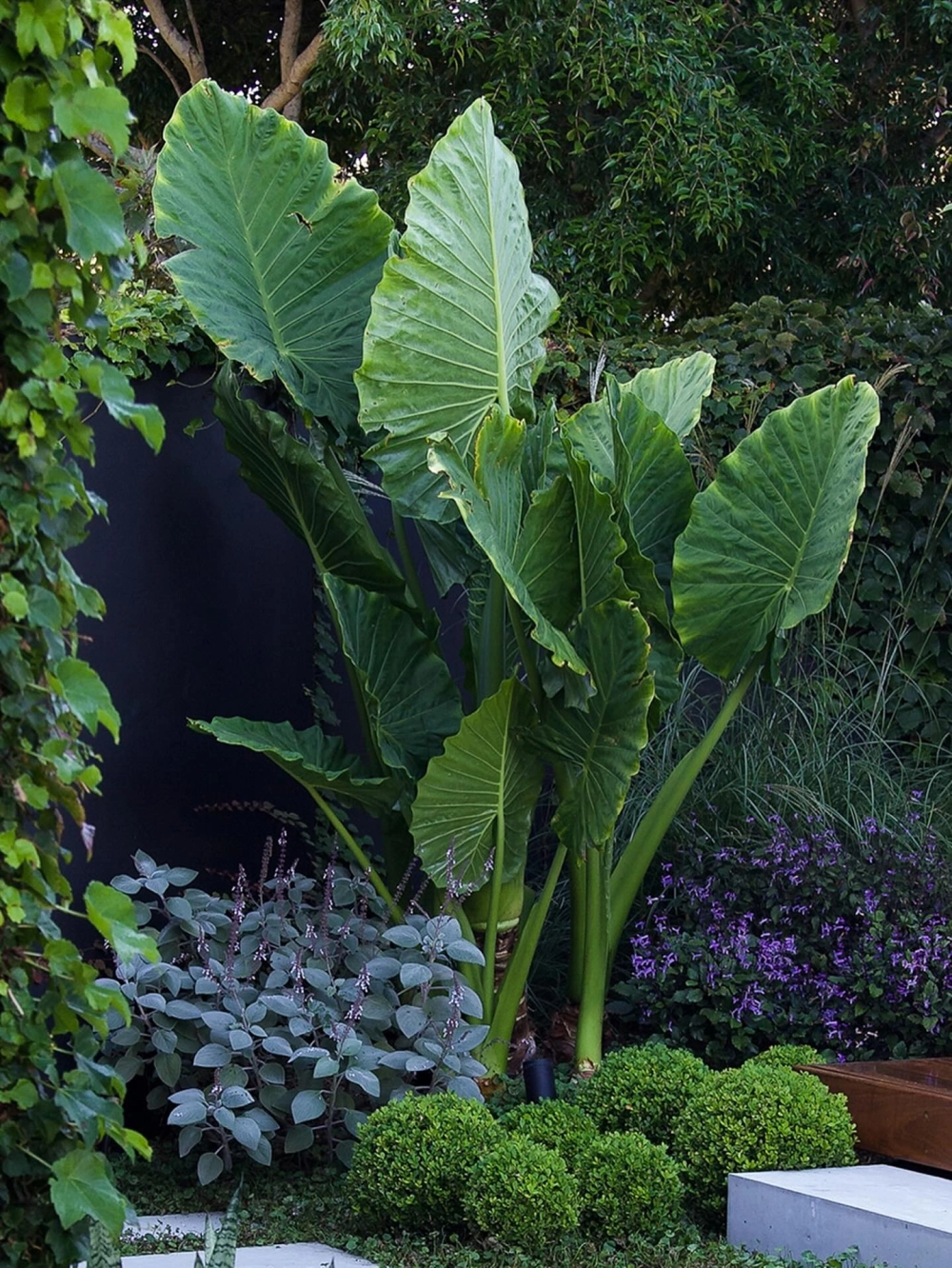 Ý tưởng thiết kế sân vườn Tropical cho nhà phố hiện đại