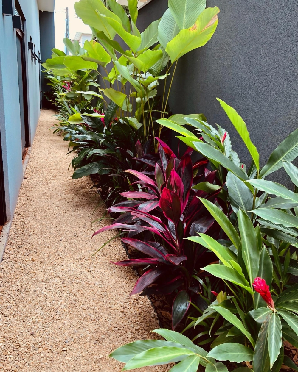 Các loại cây trồng sân vườn Tropical chịu bóng tốt