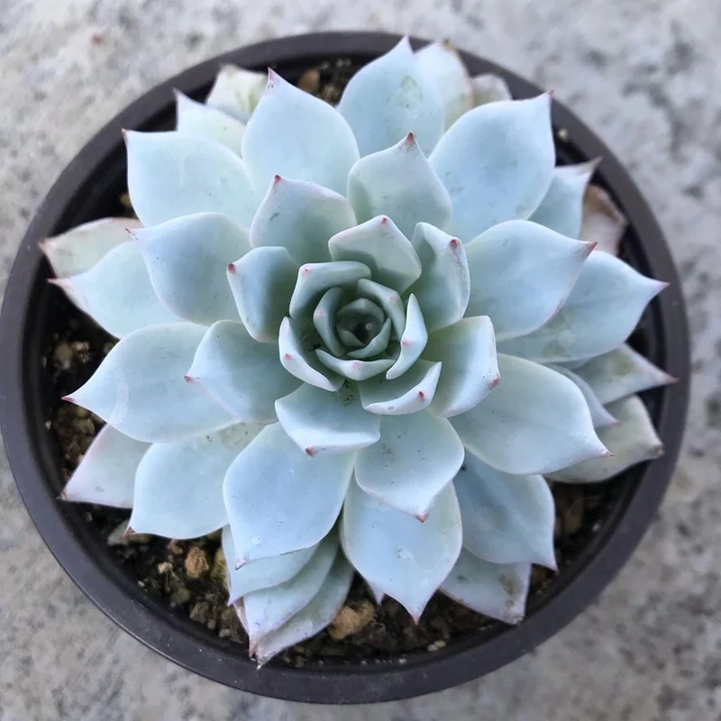 Khám phá Ảnh sen đá đẹp khiến bạn mê mẩn