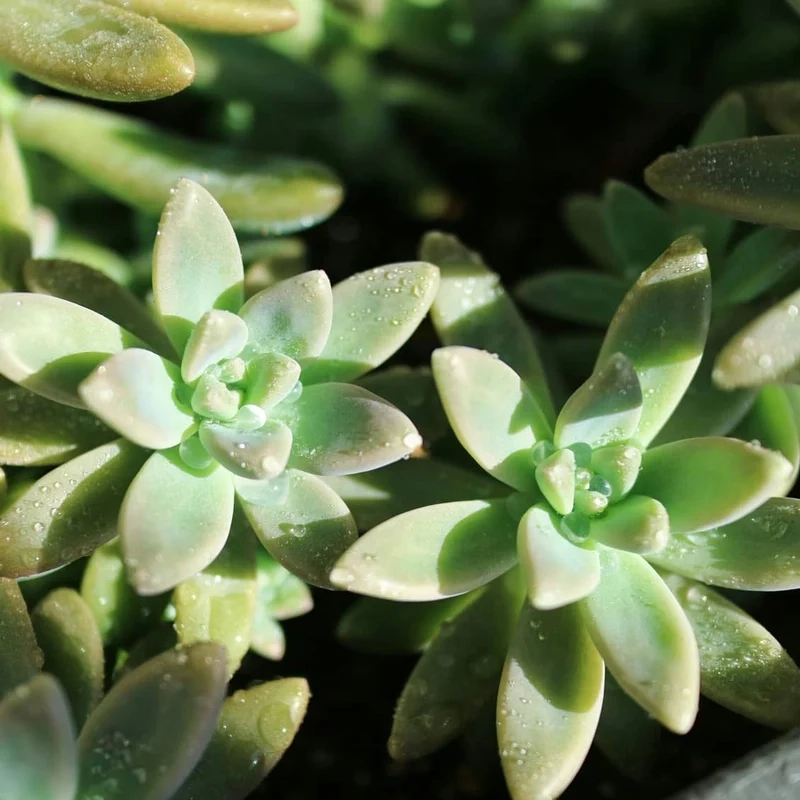 Thưởng thức Hình ảnh sen đá cực chất