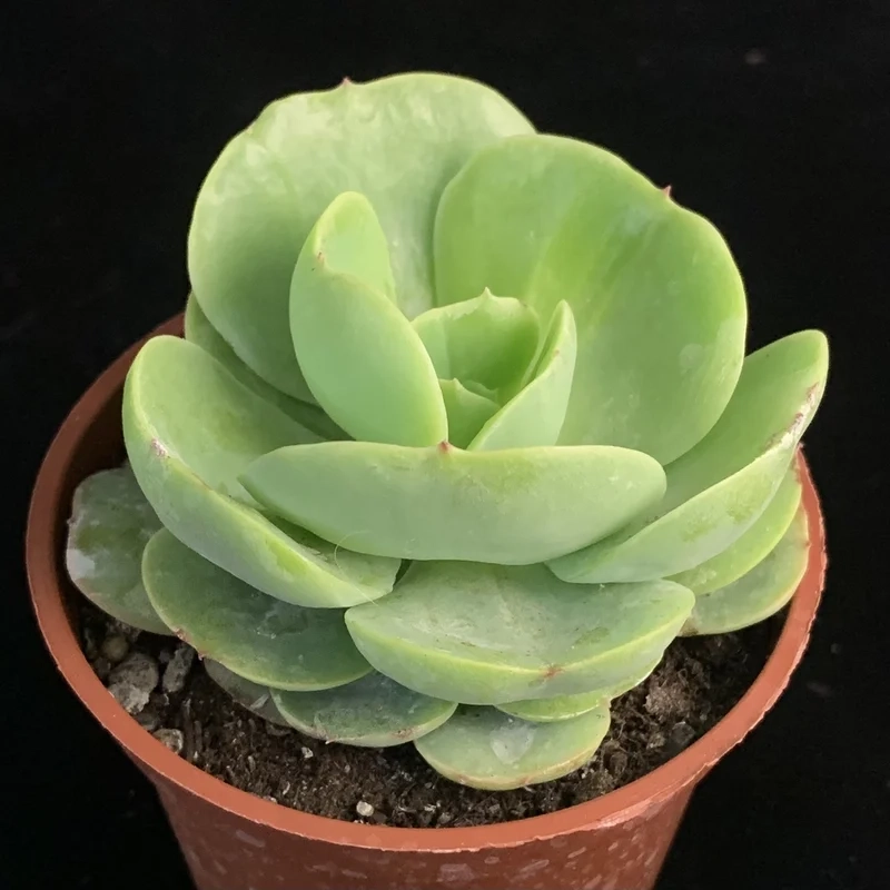 Biến không gian nhà bạn với Sen đá cảnh