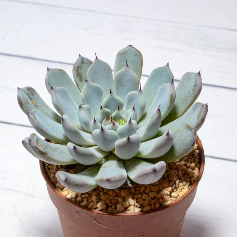 Chia sẻ ngay Sen đá Instagram độc đáo