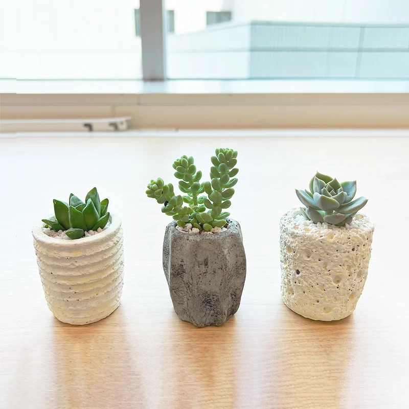 Tải Sen đá HD chất lượng cực nét