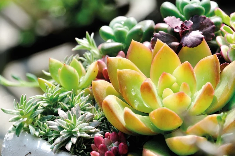 Lưu ngay Sen đá Pinterest cho bộ sưu tập