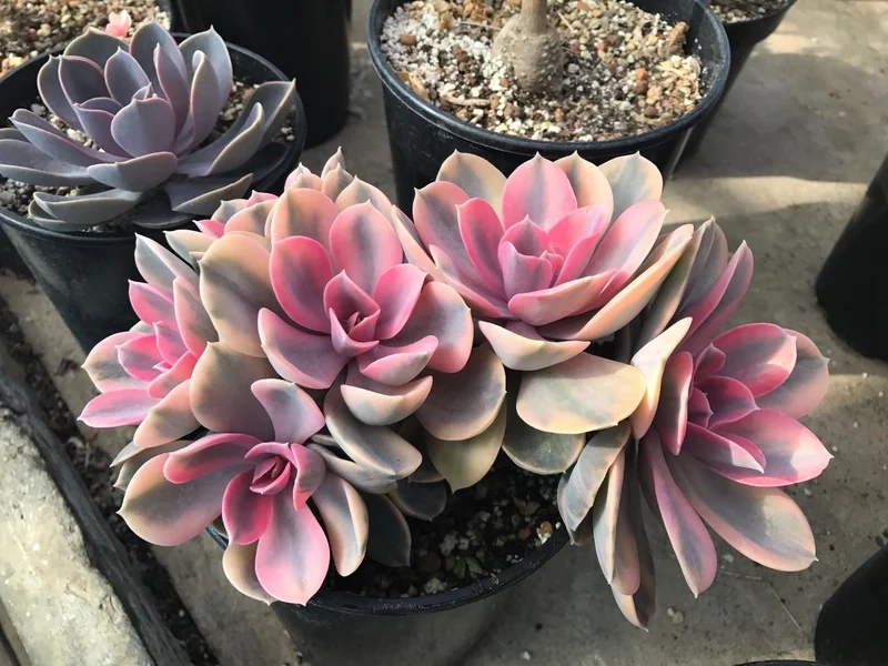 Trồng dễ dàng với Sen đá dễ trồng