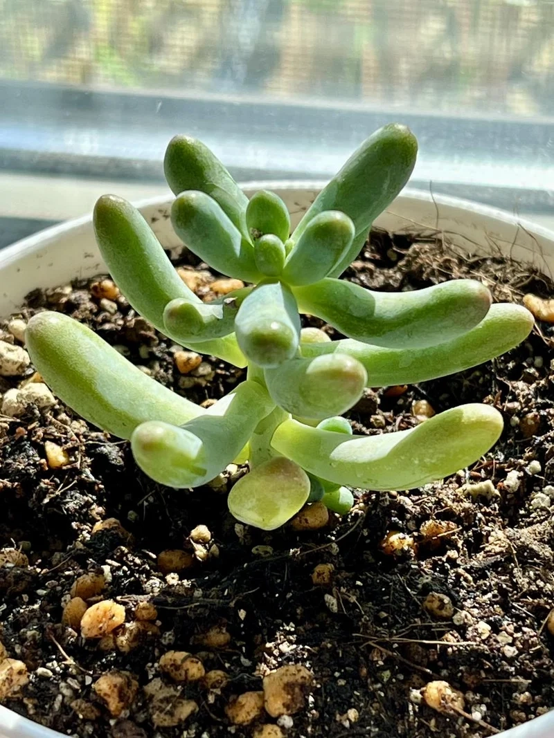 Chăm sóc lâu bền nhờ Sen đá sống lâu