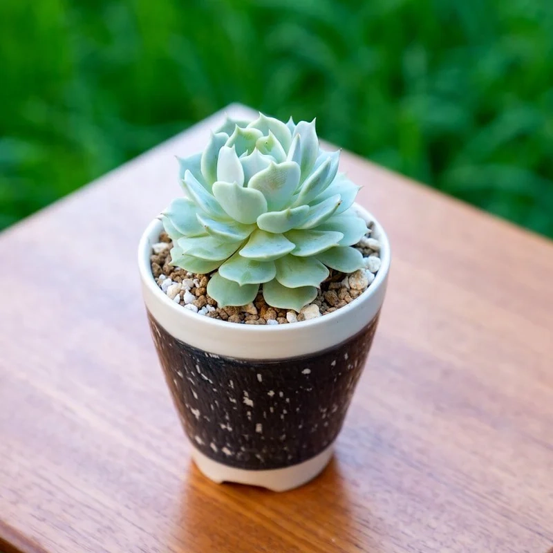 Sen đá là gì và vì sao ảnh lại gây sốt