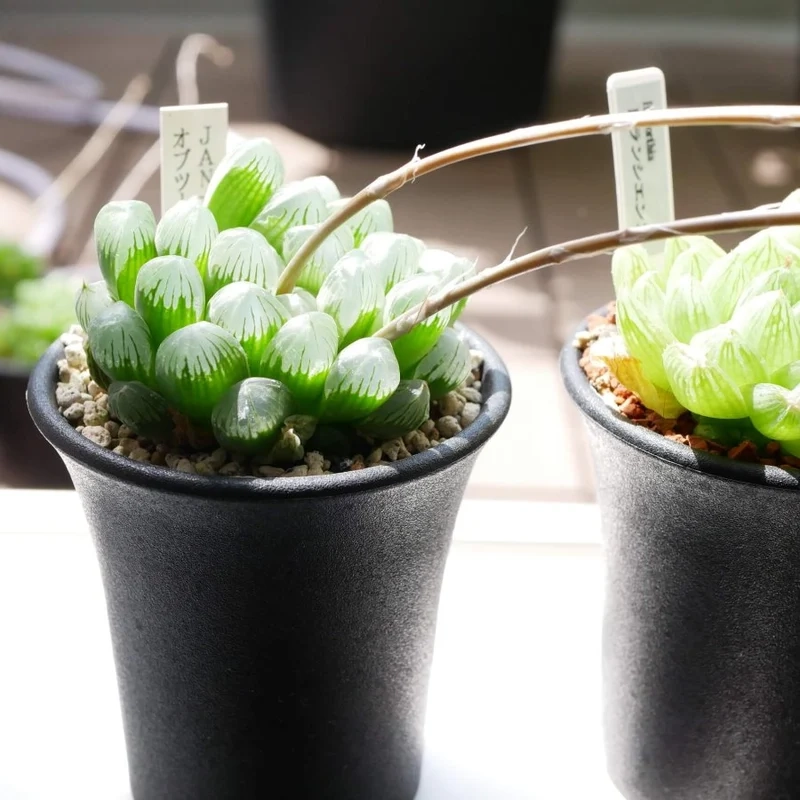 Trồng xinh xắn với sen đá cây cảnh nhỏ