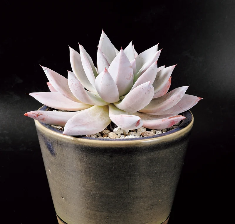 Dễ trồng và đẹp nhờ sen đá đẹp dễ chăm