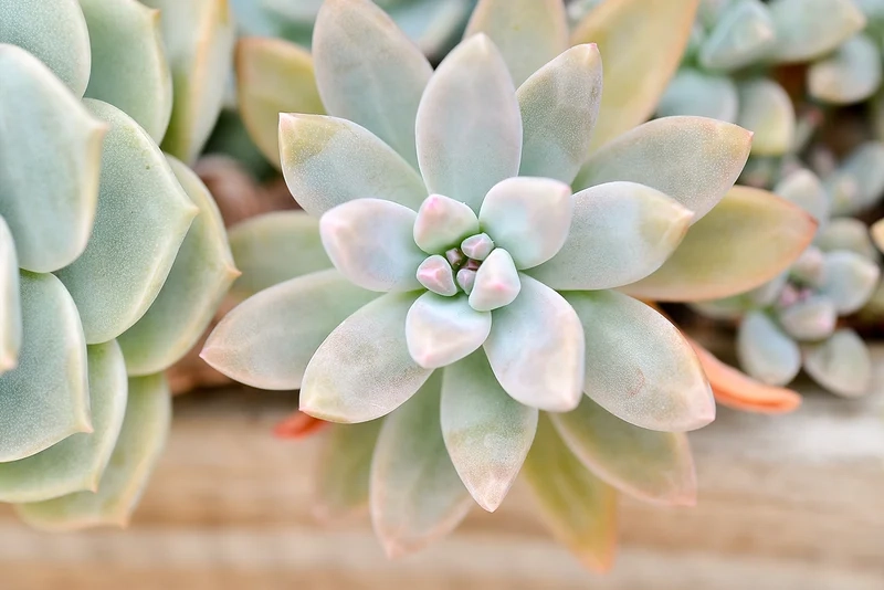 Khám phá vẻ Việt với Sen đá Việt Nam