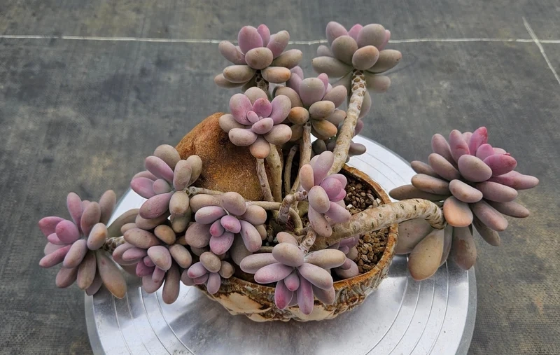 Ngắm sen đá đà lạt đẹp cho không gian sống xanh