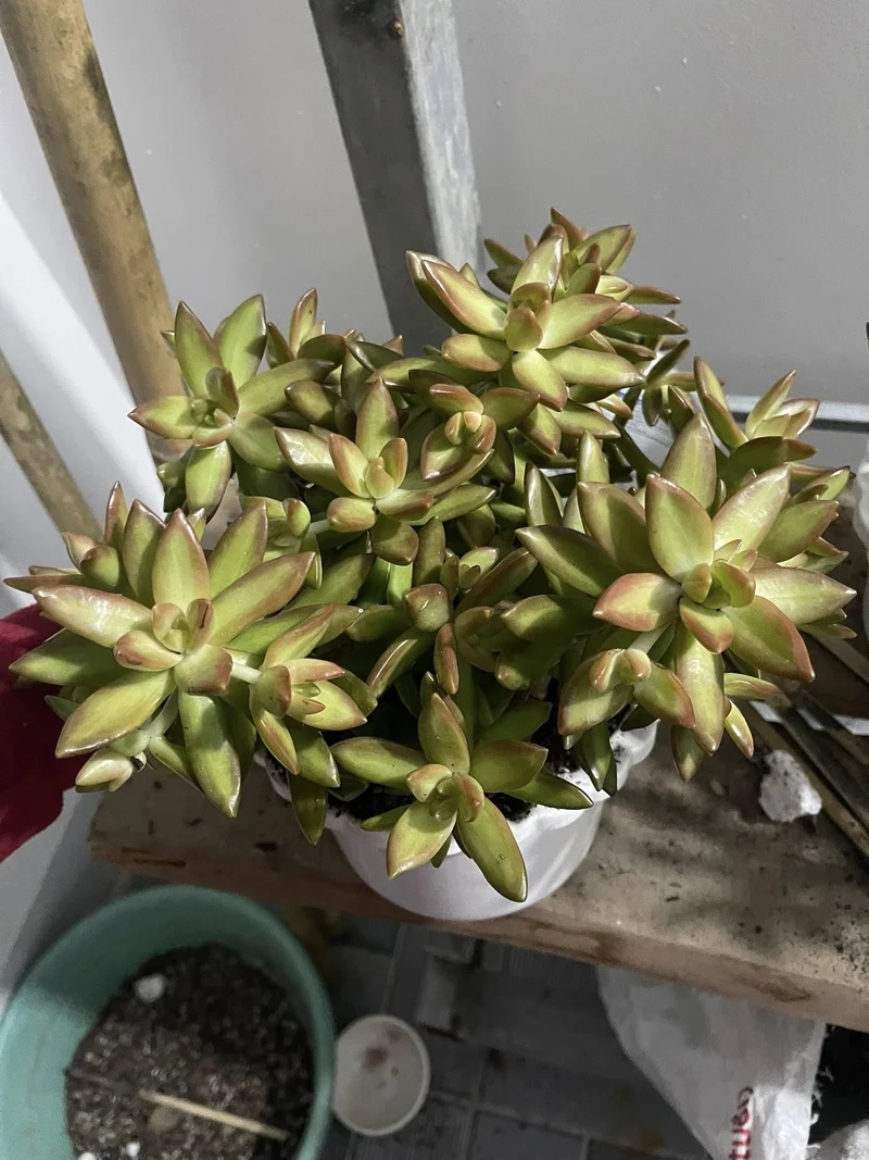 Tham quan vườn sen đá đà lạt rực rỡ sắc màu