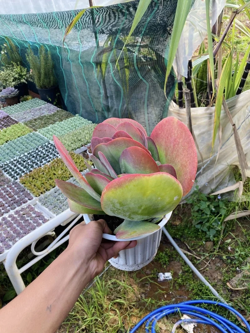 Ngắm sen đá đà lạt đẹp tự nhiên cực thu hút