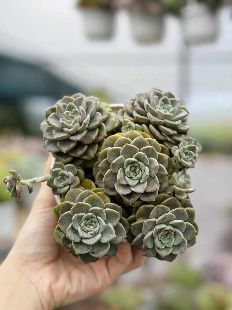 Trồng xanh ngoài sân với sen đá đà lạt ngoài trời