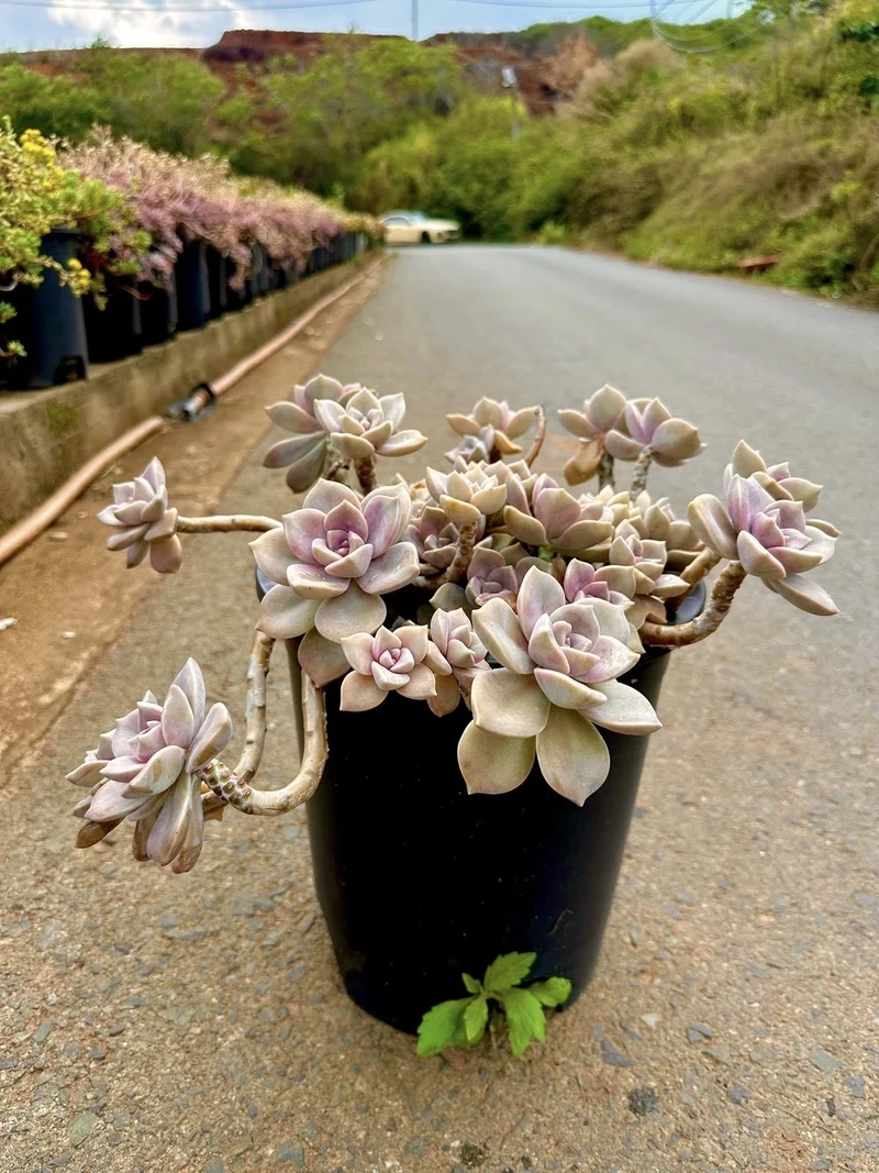 Tặng bạn bè sen đá đà lạt làm quà ý nghĩa