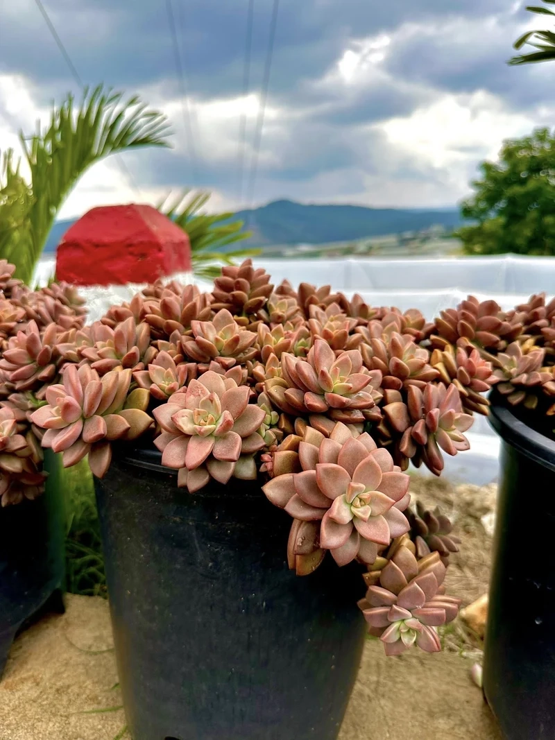 Trải nghiệm nghệ thuật với sen đá đà lạt nghệ thuật