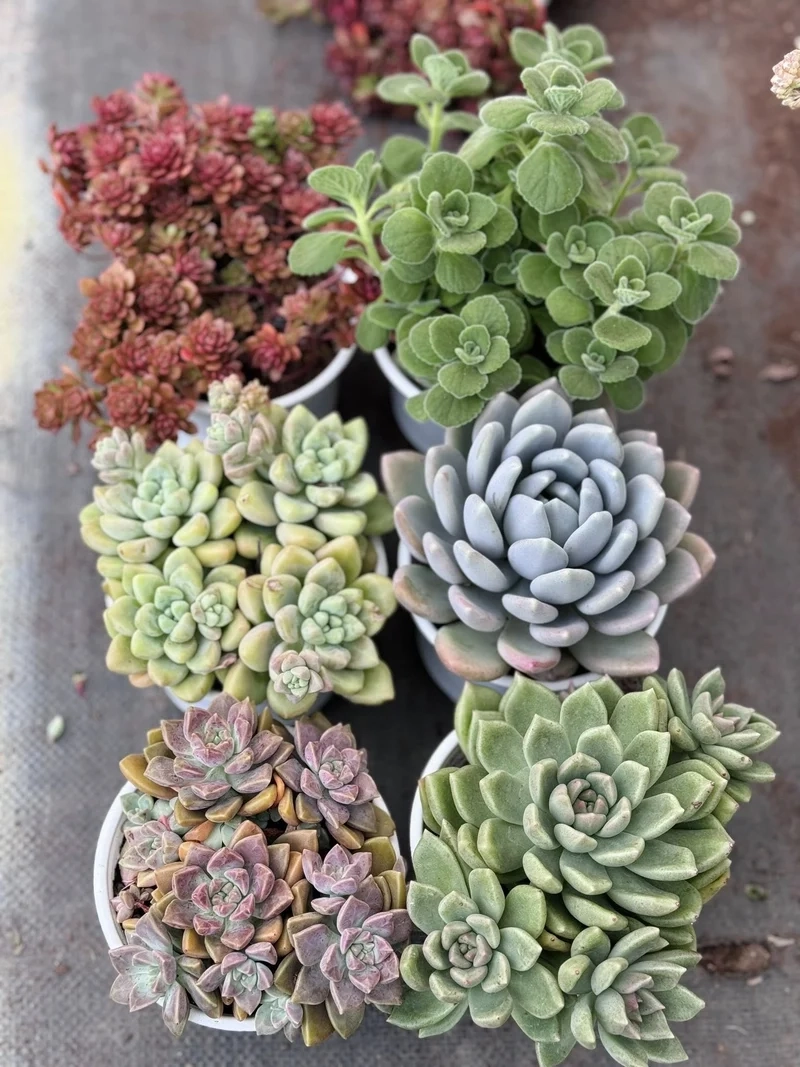 Ngắm chi tiết sắc nét với sen đá đà lạt hd