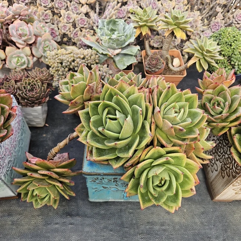 Hình ảnh sống động với sen đá đà lạt 4k cực nét