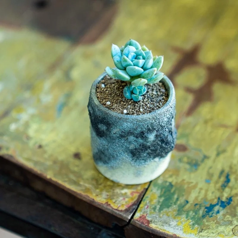 Khám phá sen đá đẹp nhất cho không gian sống