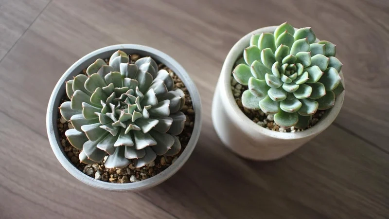 Sưu tầm ảnh sen đá đẹp cực chất cho bạn