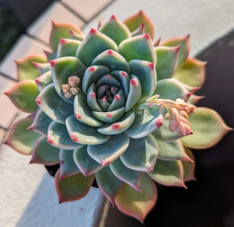 Sen đá đẹp là gì và vì sao gây sốt hiện nay