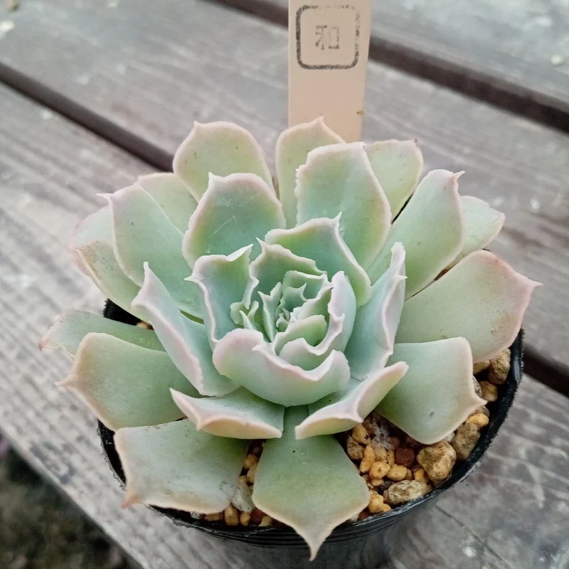 Trải nghiệm nghệ thuật với sen đá đẹp nghệ thuật