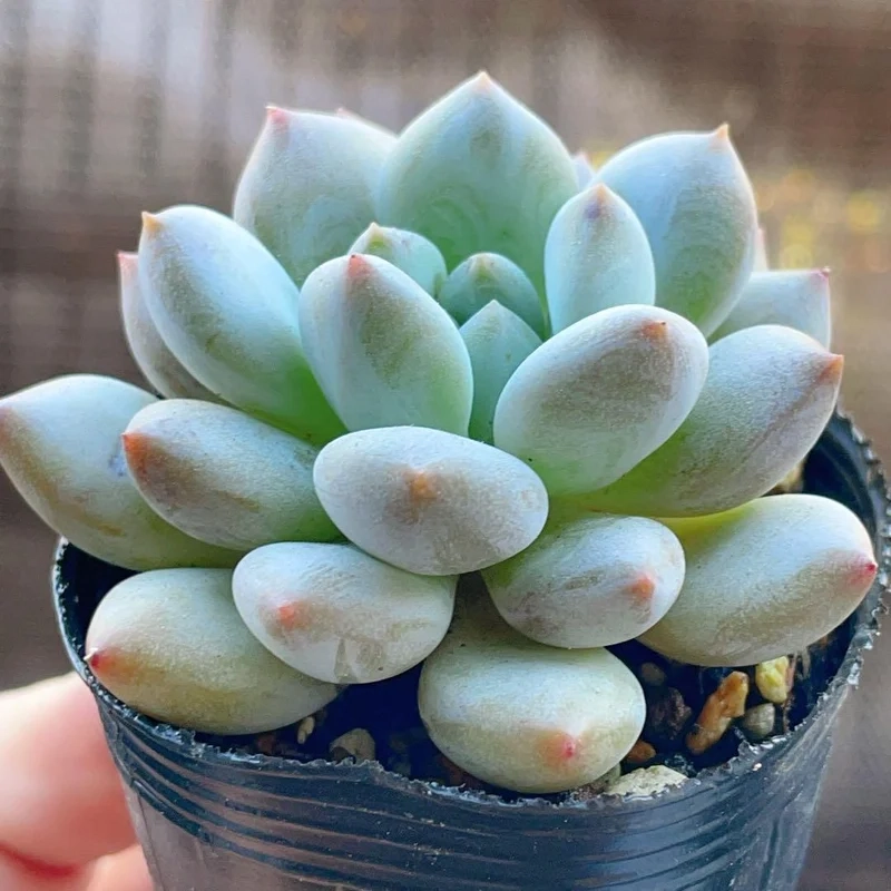 Mang may mắn với sen đá đẹp phong thủy trong nhà