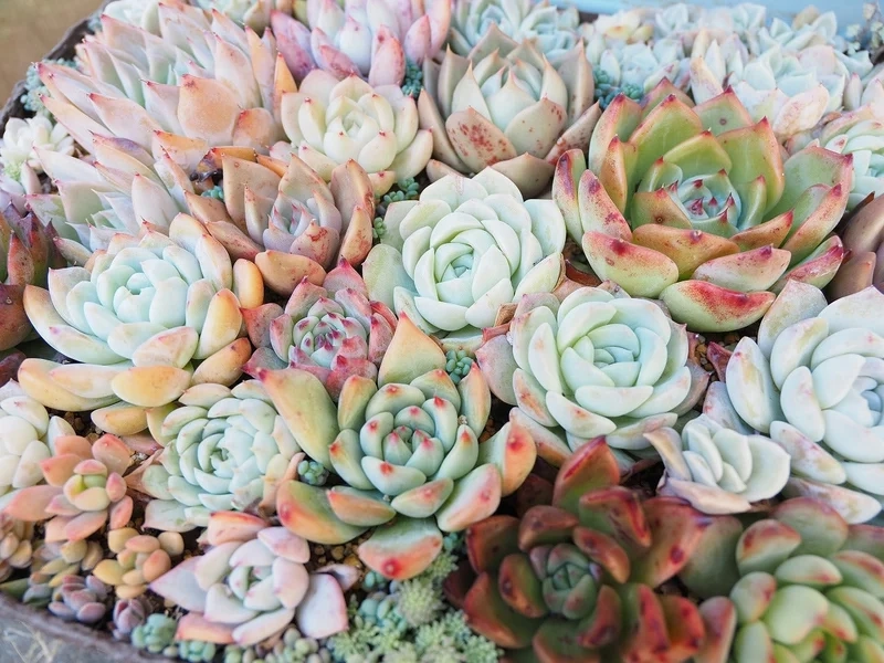 Chụp hình sống ảo với sen đá đẹp chụp ảnh