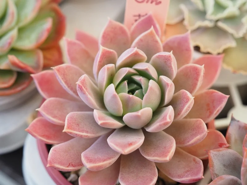 Tìm cảm hứng từ sen đá đẹp pinterest nổi bật